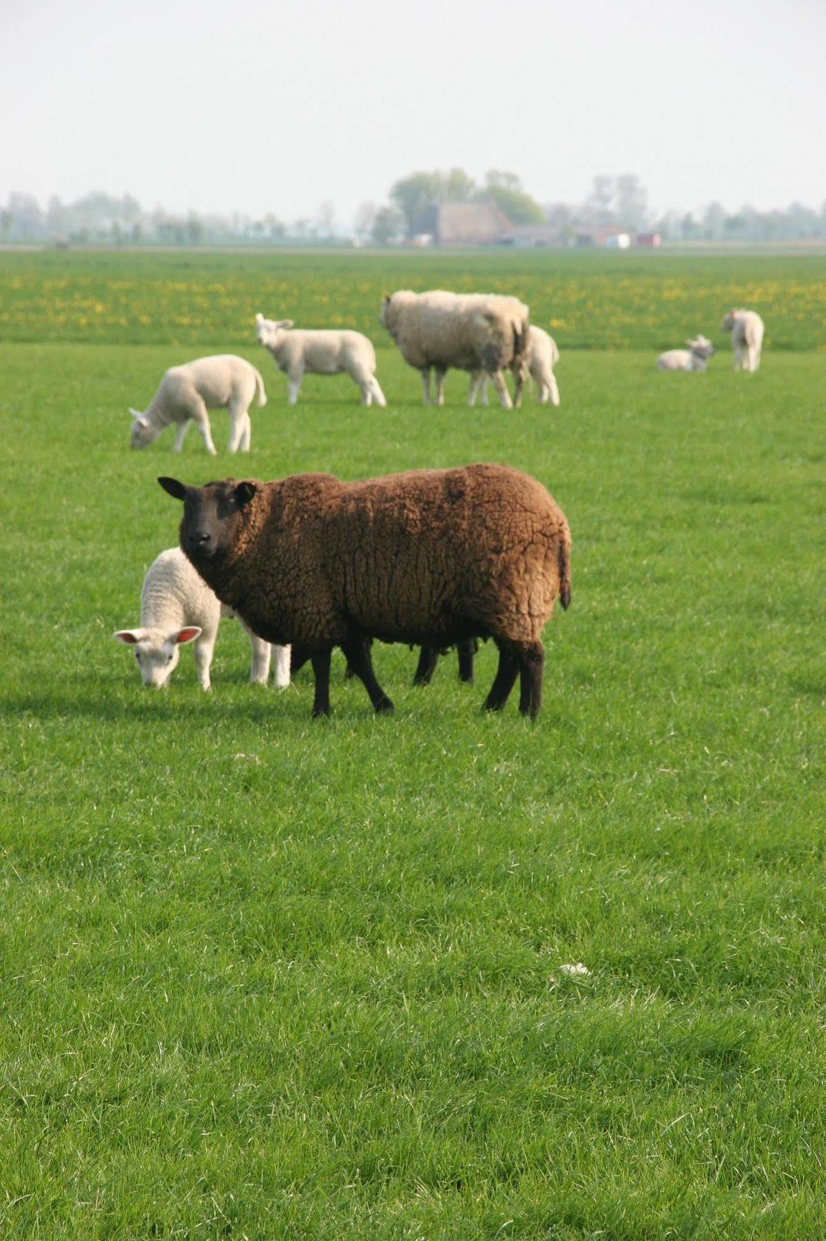 Countryside Eco Natuurhuisjes Ee Bagian luar foto