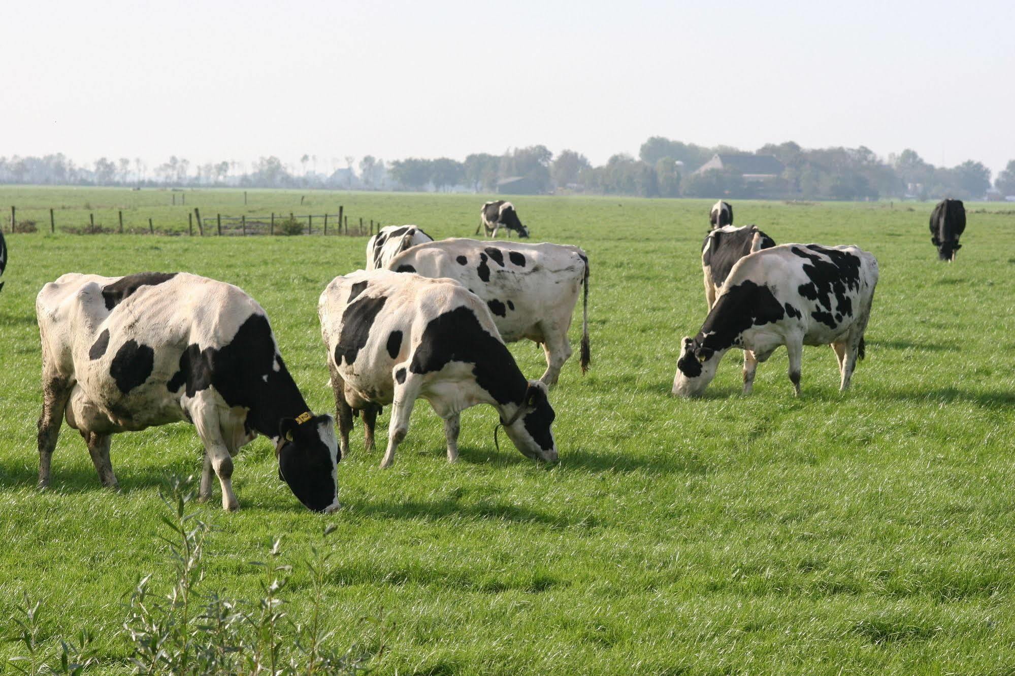 Countryside Eco Natuurhuisjes Ee Bagian luar foto